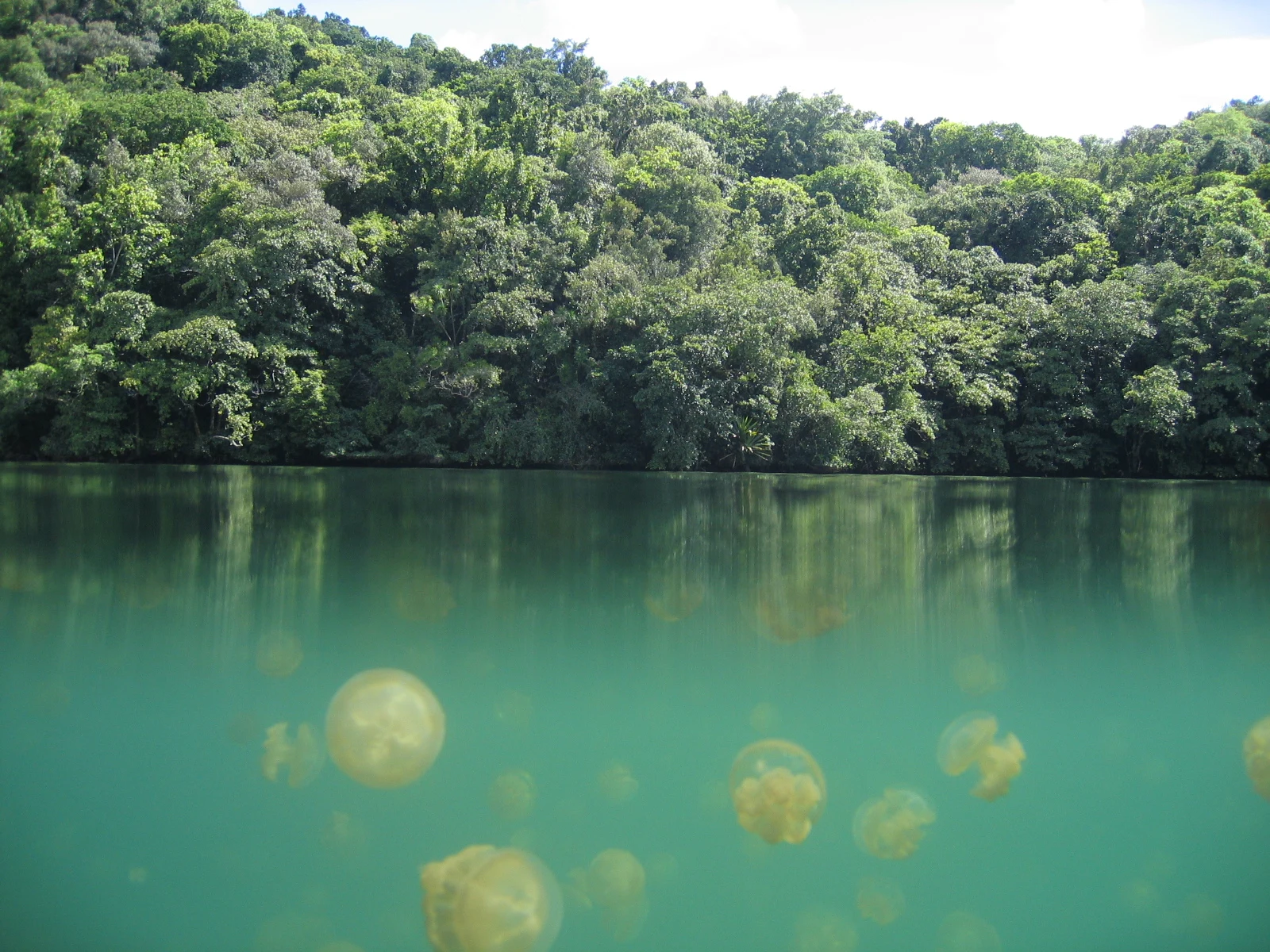 Jellyfish Lake