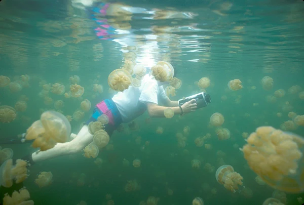 Jellyfish Lake