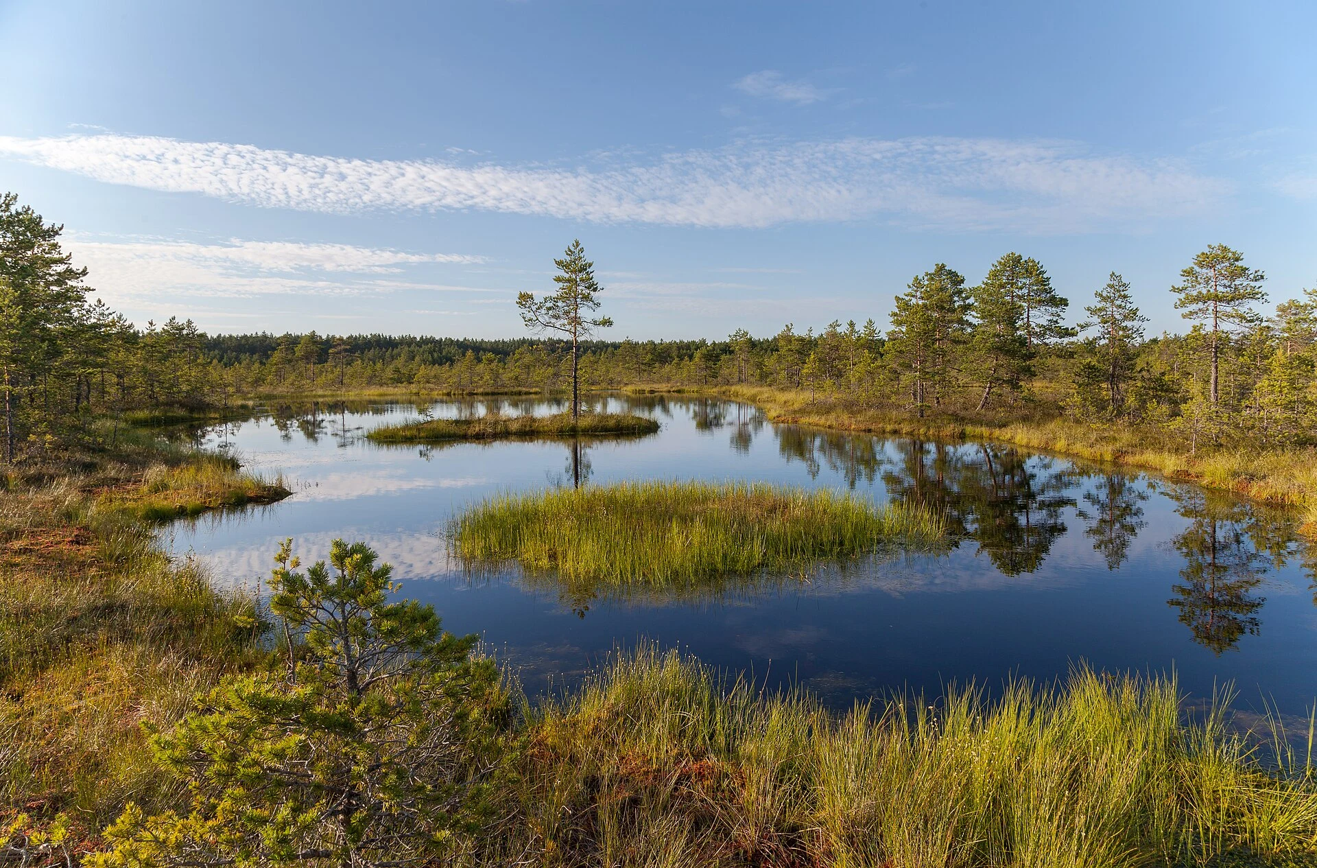 Viru Bog